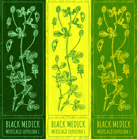 Vector drawings BLACK MEDICK. Hand drawn illustration. Latin name MEDICAGO LUPULINA L.のイラスト素材