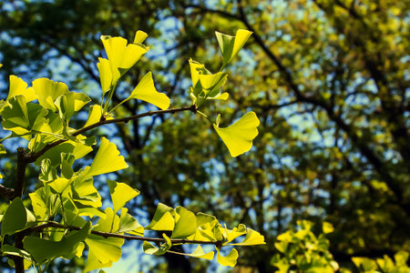 Ginkgo tree or Ginkgo biloba or ginkgo with bright green new leaves.の写真素材