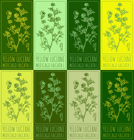 Set vector drawing of YELLOW LUCERNE in various colors. Hand drawn illustration. Latin name MEDICAGO FALCATA L.のイラスト素材