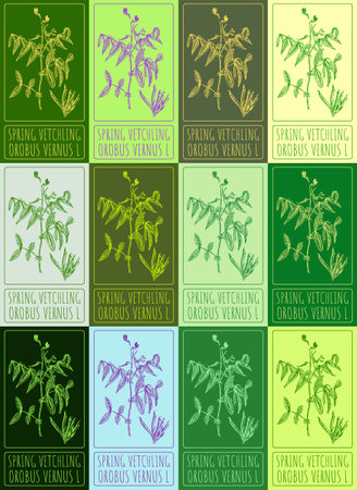 Set vector drawing of SPRING VETCHLING in various colors. Hand drawn illustration. Latin name OROBUS VERNUS L.のイラスト素材