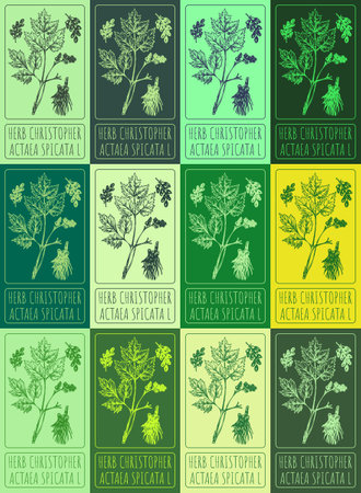 Set vector drawing of HERB CHRISTOPHER in various colors. Hand drawn illustration. Latin name ACTAEA SPICATA L.のイラスト素材
