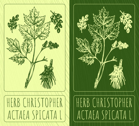 Vector drawings HERB CHRISTOPHER. Hand drawn illustration. Latin name ACTAEA SPICATA L.のイラスト素材