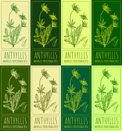 Set vector drawing of ANTHYLLIS in various colors. Hand drawn illustration. Latin name ANTHYLLIS POLYCEPHALA DESF.のイラスト素材