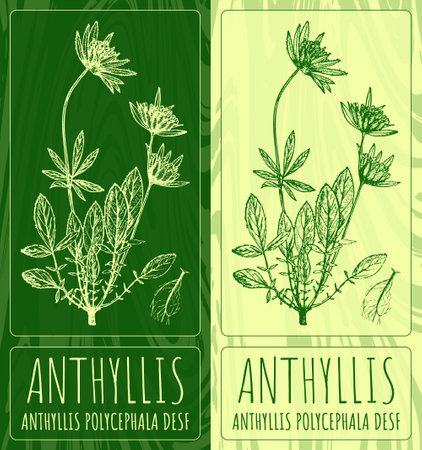 Vector drawings ANTHYLLIS. Hand drawn illustration. Latin name ANTHYLLIS POLYCEPHALA DESF.のイラスト素材