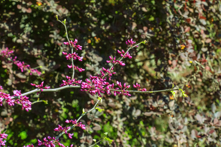 Purple flowers of Cercis canadensis on the branches close-up. Delicate floral background. Pink flowers on a blurry green background.の写真素材