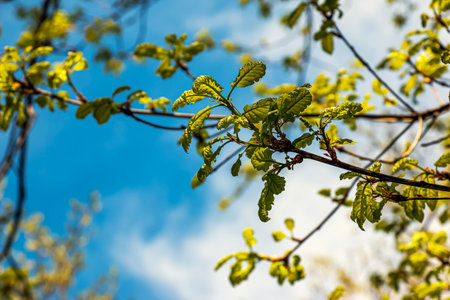 Quercus petraea in spring. Spring oak leaves. Selective focus.の写真素材