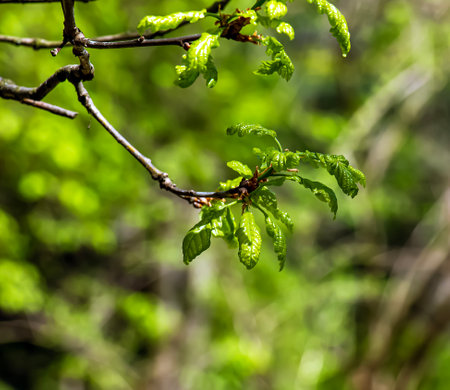 Quercus petraea in spring. Spring oak leaves. Selective focus.の写真素材