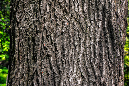 Oak bark close-up. The texture of the trunk of the Quercus petraea oak or Georgian oak. Background from living wood. Skin of the forest nature.の写真素材
