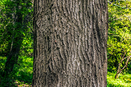 Oak bark close-up. The texture of the trunk of the Quercus petraea oak or Georgian oak. Background from living wood. Skin of the forest nature.の写真素材