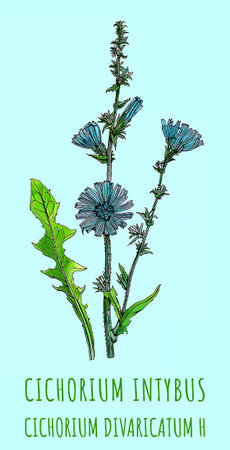 Created using generative AI. Illustration of COMMON CHICORY. Latin name CICHORIUM INTYBUS L.の素材