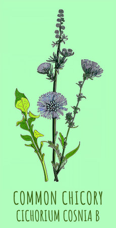 Created using generative AI. Illustration of COMMON CHICORY. Latin name CICHORIUM INTYBUS L.の素材