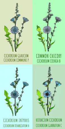 Set illustration of COMMON CHICORY in various colors. Created using generative AI. Latin name CICHORIUM INTYBUS L.の素材