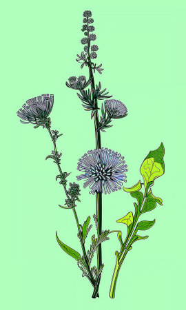 Created using generative AI. Illustration of COMMON CHICORY. Latin name CICHORIUM INTYBUS L.の素材