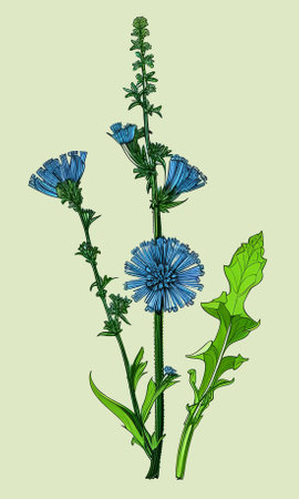 Created using generative AI. Illustration of COMMON CHICORY. Latin name CICHORIUM INTYBUS L.の素材