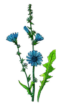 Created using generative AI. Illustration of COMMON CHICORY. Latin name CICHORIUM INTYBUS L.の素材