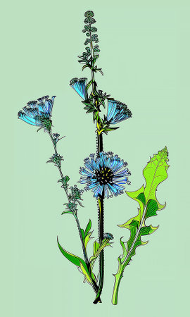 Created using generative AI. Illustration of COMMON CHICORY. Latin name CICHORIUM INTYBUS L.の素材