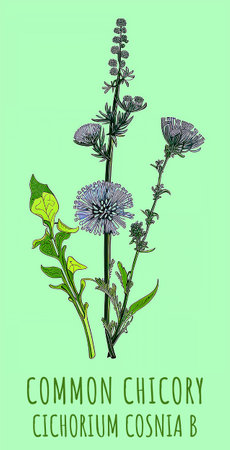 Created using generative AI. Illustration of COMMON CHICORY. Latin name CICHORIUM INTYBUS L.の素材
