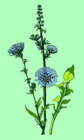 Created using generative AI. Illustration of COMMON CHICORY. Latin name CICHORIUM INTYBUS L.の素材