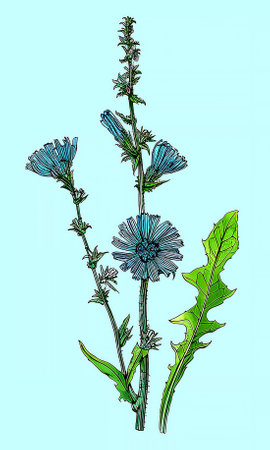 Created using generative AI. Illustration of COMMON CHICORY. Latin name CICHORIUM INTYBUS L.の素材