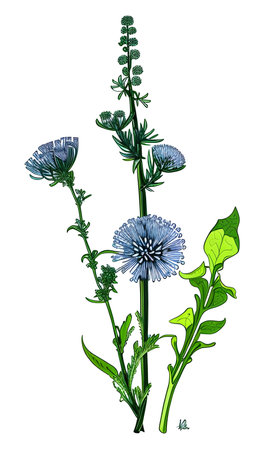 Created using generative AI. Illustration of COMMON CHICORY. Latin name CICHORIUM INTYBUS L.の素材