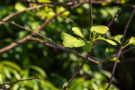 Ginkgo tree or Ginkgo biloba or ginkgo with bright green new leaves.の写真素材