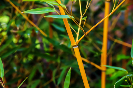 Background with bamboo trunks and leaves. Sunny day.の写真素材