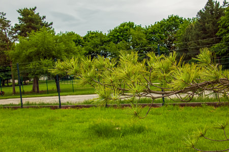 Pinus strobus plant, large tree. grows in the North-Eastern regions of North America. ideal for planting in the garden and for landscape design.の写真素材