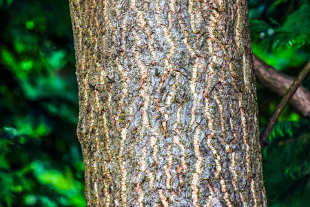 The dark gray texture of the bark of the ginkgo biloba tree, also called the maiden tree.の写真素材