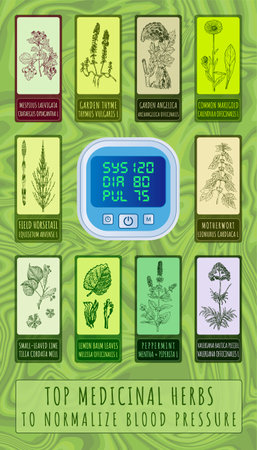 Set of vector Hand drawn illustrations. TOP MEDICINAL HERBS FOR NORMALIZING BLOOD PRESSUREのイラスト素材