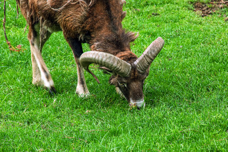 Mouflon, ovis orientalis musimon in the change of coat grazing on a green fieldの写真素材