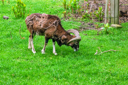 Mouflon, ovis orientalis musimon in the change of coat grazing on a green fieldの写真素材