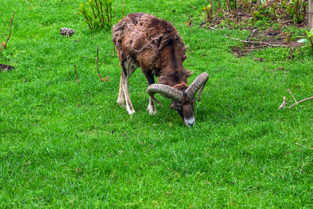 Mouflon, ovis orientalis musimon in the change of coat grazing on a green fieldの写真素材