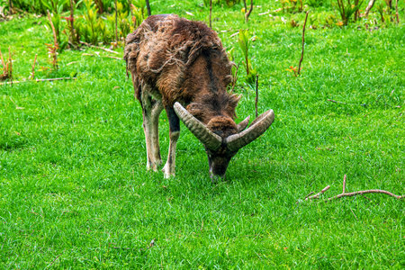 Mouflon, ovis orientalis musimon in the change of coat grazing on a green fieldの写真素材