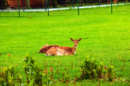 A young sika deer lies on the green grass at the range.の写真素材