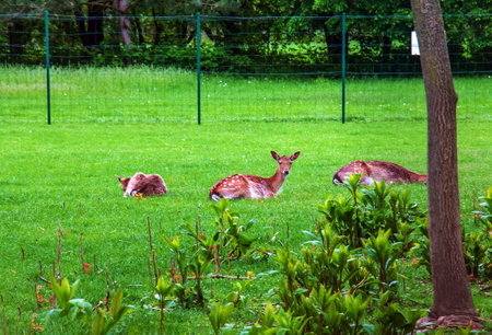 Young sika deer lie on green grass in a pasture.の写真素材