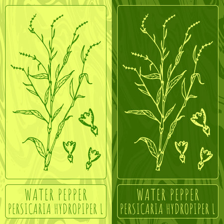 Vector drawings WATER PEPPER. Hand drawn illustration. Latin name PERSICARIA HYDROPIPER L.のイラスト素材