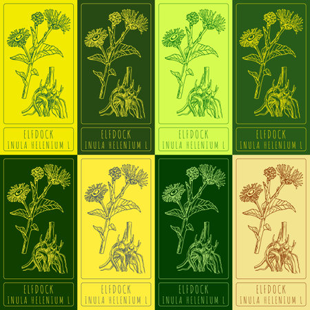 Set vector drawing of ELFDOCK in various colors. Hand drawn illustration. Latin name INULA HELENIUM L.のイラスト素材