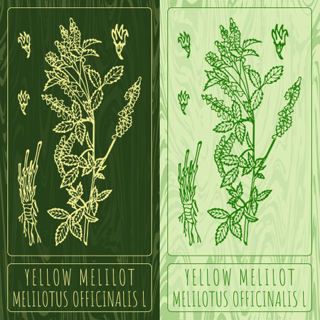 Vector drawings YELLOW MELILOT. Hand drawn illustration. Latin name MELILOTUS OFFICINALIS L.のイラスト素材