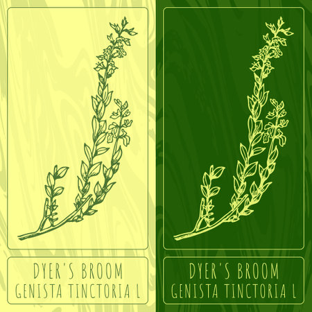 Vector drawings DYER'S BROOM. Hand drawn illustration. Latin name GENISTA TINCTORIA L.のイラスト素材