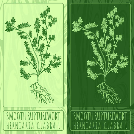Vector drawings SMOOTH RUPTUREWORT. Hand drawn illustration. Latin name HERNIARIA GLABRA L.のイラスト素材
