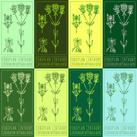 Set vector drawing of EUROPEAN CENTAURY in various colors. Hand drawn illustration. Latin name CENTAURIUM ERYTHRAEA RAFN.のイラスト素材