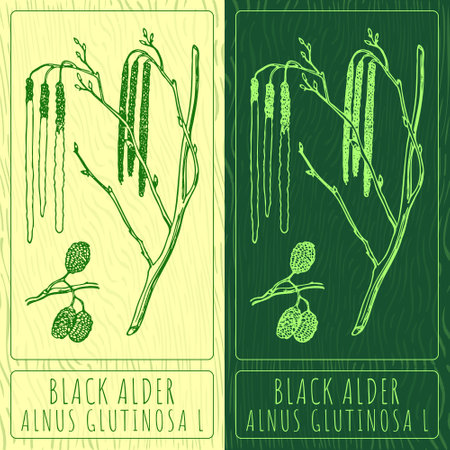 Vector drawings BLACK ALDER. Hand drawn illustration. Latin name ALNUS GLUTINOSA L.のイラスト素材