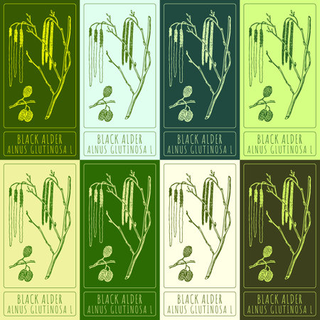 Set vector drawing of BLACK ALDER in various colors. Hand drawn illustration. Latin name ALNUS GLUTINOSA L.のイラスト素材