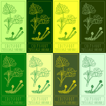Set vector drawing of COLTSFOOT in various colors. Hand drawn illustration. Latin name TUSSILAGO FARFARA L.のイラスト素材