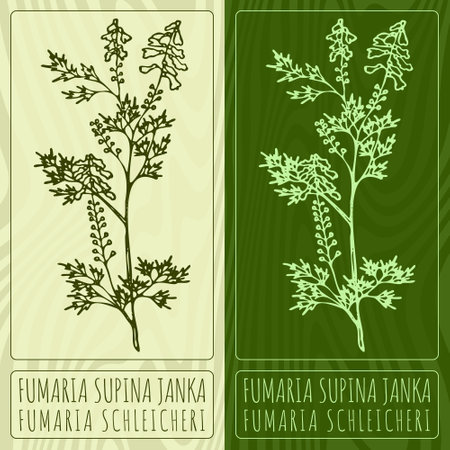 Vector drawings FUMARIA SUPINA JANKA. Hand drawn illustration. Latin name FUMARIA SCHLEICHERI.のイラスト素材