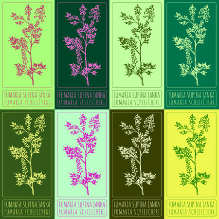 Set vector drawing of FUMARIA SUPINA JANKA in various colors. Hand drawn illustration. Latin name FUMARIA SCHLEICHERI.のイラスト素材