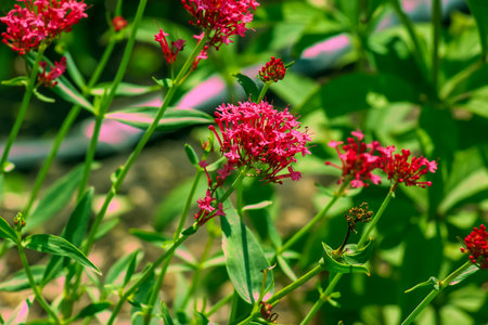 Red Valerian flowers or Spur Valerian, Kiss Me Quick, Foxs Brush and Jupiters Beard.の写真素材