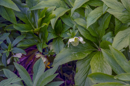 Helleborus niger flowers with bright white petals. Spring.の写真素材