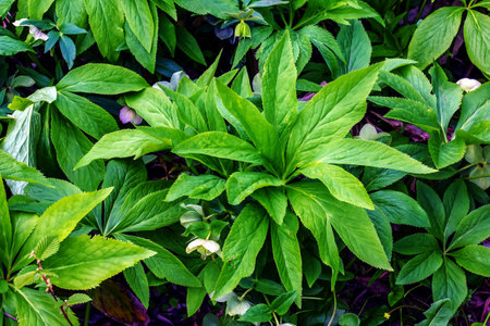 Helleborus niger flowers with bright white petals. Spring.の写真素材