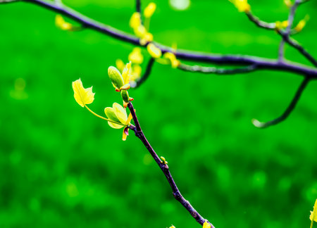 Tulip liriodendron is a beautiful ornamental tree. Tulip liriodendron in early spring. Close-up.の写真素材